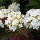 Hortensia Imp�ratrice Eugenie