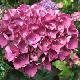 Hortensia Merveille Sanguine