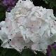 Hortensia Madame Emile Mouill�re