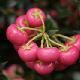 Pernettya � fruits rouges