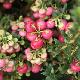 Pernettya � fruits rouges