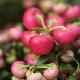 Pernettya � fruits rouges