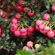 Pernettya � fruits rouges