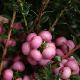 Pernettya � fruits roses