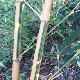 Bambou g�ant castillonii