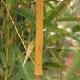 Bambou moyen aureocaulis