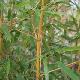 Bambou moyen aureocaulis