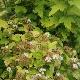 Physocarpus � feuillage dor�