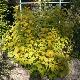 Physocarpus � feuillage dor�