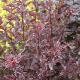 Physocarpus diable d'or