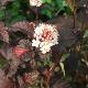 Physocarpus � feuillage pourpre