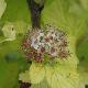 Physocarpus Angel Gold