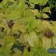 Physocarpus Angel Gold