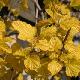 Physocarpus Angel Gold