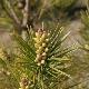 Pinus densiflora umbraculifera