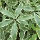 Pittosporum eugenoides panach�
