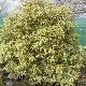 Pittosporum eugenoides panach�