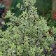 Pittosporum Elizabeth