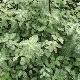 Pittosporum Ir�ne Paterson