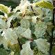 Pittosporum Ir�ne Paterson