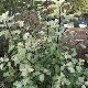 Pittosporum Ir�ne Paterson