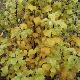 Pittosporum Warnham Gold
