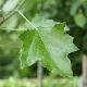 Peuplier blanc fastigi�