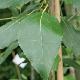 Peuplier lasiocarpa
