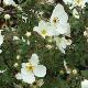 Potentille � fleurs blanches