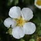 Potentille � fleurs blanches