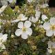 Potentille � fleurs blanches