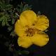 Potentille Goldstar
