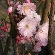 Cerisier � fleurs Accolade