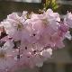 Cerisier � fleurs Accolade