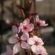 Prunus cerasifera Nigra