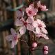 Prunus cerasifera Nigra