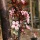 Prunus cerasifera Nigra