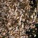 Cerisier � fleurs Kojo-no-mai