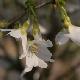 Cerisier � fleurs yamadae