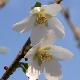 Cerisier � fleurs yamadae