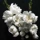 P�cher nain � fleurs blanches