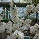 P�cher nain � fleurs blanches