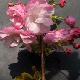 Cerisier � fleurs Pink Perfection