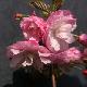 Cerisier � fleurs Pink Perfection