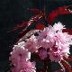 Cerisier fleur � feuilles pourpre