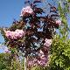 Cerisier fleur � feuilles pourpre