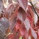 Cerisier fleur � feuilles pourpre