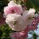 Cerisier � fleurs Shirofugen