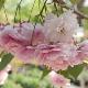 Cerisier � fleurs Shirofugen