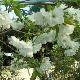 Cerisier � fleurs Shirotae